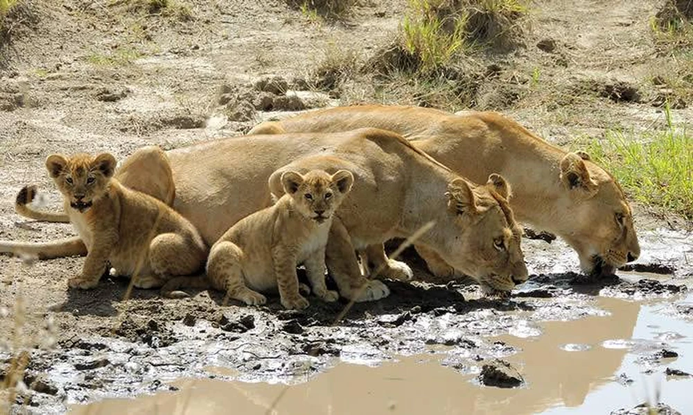 Best Tanzania Safari Company: Your Trusted Partner for an Unforgettable Wildlife Adventure